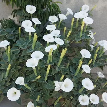 Nikola's House Vakantiehuis