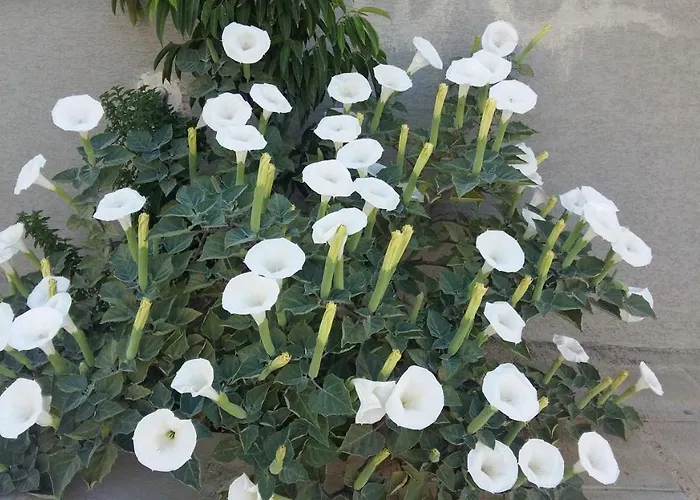 Nikola's House Semesterbostad